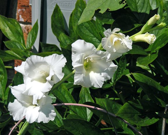 Glads photo 2013_07140034_zps923fe593.jpg